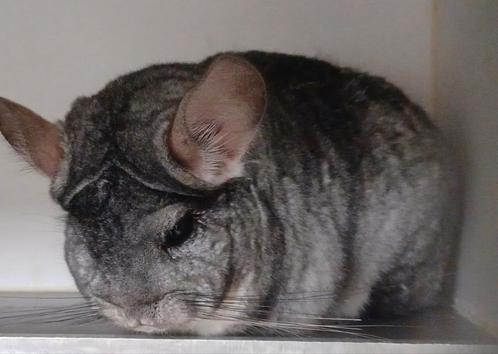 Standaard bdd rpad chinchilla vrouw, Animaux & Accessoires, Rongeurs, Chinchilla