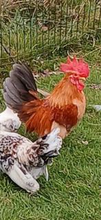 Chabo haan 5 euro, Dieren en Toebehoren, Pluimvee