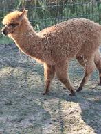 Te koop jonge merrie alpaca, Dieren en Toebehoren, Overige Dieren, Januari, Vrouwelijk