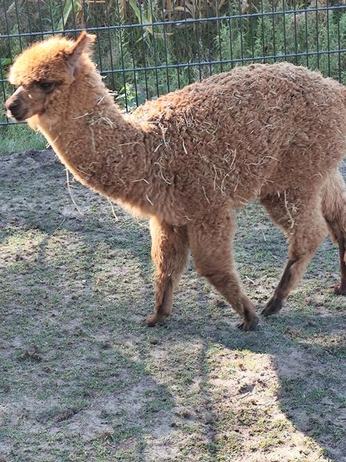 Te koop jonge merrie alpaca, Dieren en Toebehoren, Overige Dieren, Vrouwelijk, Januari