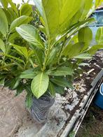 Laurier rotundifolia, Tuin en Terras, Ophalen, Laurier