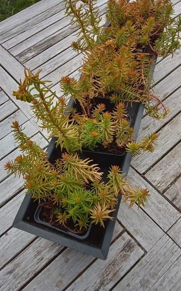 Sedum reflexum, bodembedekker (Mortsel) beschikbaar voor biedingen