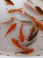 Lotje van 20 koi s 10 cm, Dieren en Toebehoren