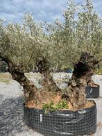 Olijfboom 3 stam, Lente, 100 tot 250 cm, Olijfboom, Ophalen