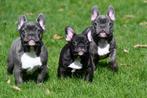 Franse Bulldog pups te koop, Dieren en Toebehoren, CDV (hondenziekte), Meerdere, Bulldog, Meerdere dieren