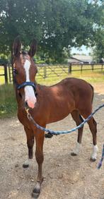 Veelbelovende merrieveulen uit topbloedlijnen te koop, Dieren en Toebehoren, Paarden, Merrie, Springpaard, Gechipt, 0 tot 2 jaar