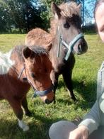 Shetland x Appaloosa merrie 🩷 & hengst veulen 🩵, Meerdere dieren