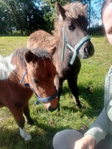 Shetland x Appaloosa merrie 🩷 & hengst veulen 🩵 beschikbaar voor biedingen