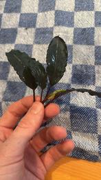 Bucephalandra Black Diamond, Enlèvement ou Envoi, Neuf, Plante(s), Pierre ou Bois