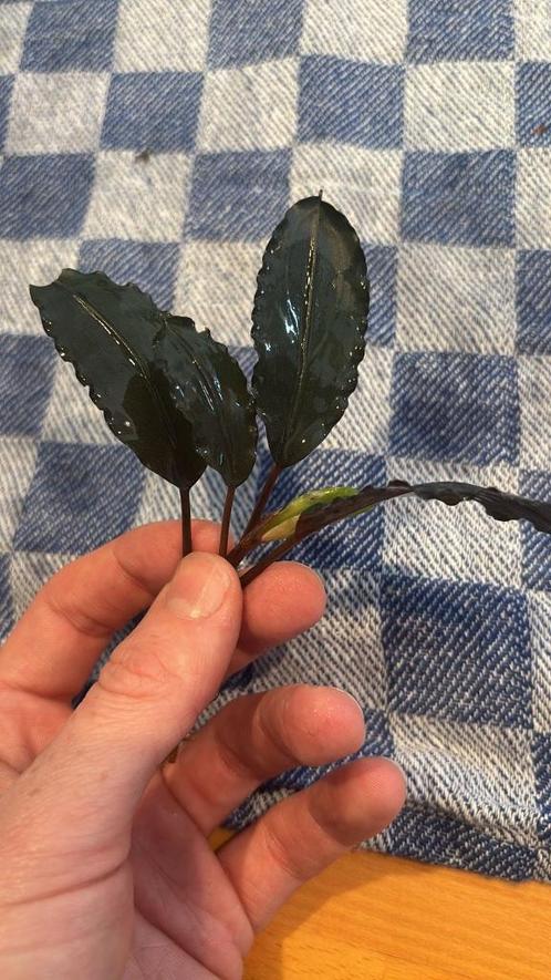 Bucephalandra Black Diamond, Dieren en Toebehoren, Vissen | Aquaria en Toebehoren, Nieuw, Plant(en), Steen of Hout, Ophalen of Verzenden