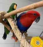 Tamme baby Edelpapegaaien mannen en poppen, Dieren en Toebehoren, Vogels | Parkieten en Papegaaien, Meerdere dieren, Papegaai
