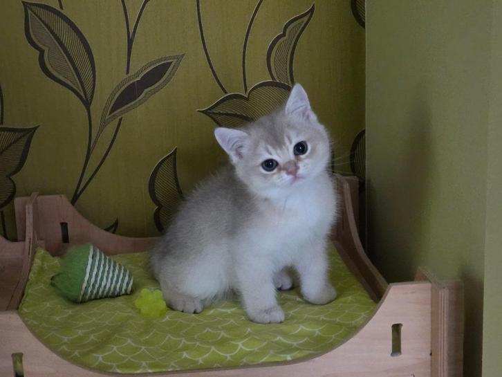 Brittish Blue Golden kitten, Dieren en Toebehoren, Katten en Kittens | Raskatten | Korthaar, Meerdere dieren, 0 tot 2 jaar, Met stamboom