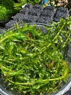 Vijverplanten, Tuin en Terras, Vijvers, Ophalen, Zo goed als nieuw