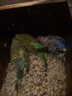 Verschillende jonge grasparkieten, ideaal om tam te maken., Dieren en Toebehoren, Vogels | Parkieten en Papegaaien, Parkiet, Tam