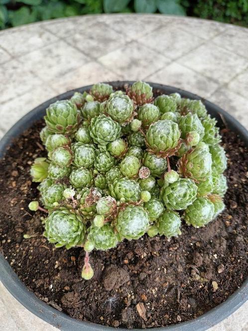 Sempervivum, Tuin en Terras, Planten | Tuinplanten, Halfschaduw, Ophalen