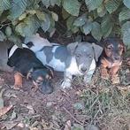 Lieve jack russell pups op boerderij geboren ouders aanw, België, Jack Russell Terriër, CDV (hondenziekte), 8 tot 15 weken