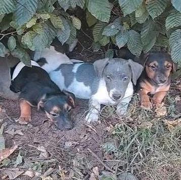 Lieve jack russell pups op boerderij geboren ouders aanw  beschikbaar voor biedingen