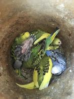JONGE GRASPARKIETJES UIT NEST OM HANDTAM TE MAKEN, Dieren en Toebehoren, Vogels | Parkieten en Papegaaien, Meerdere dieren, Parkiet