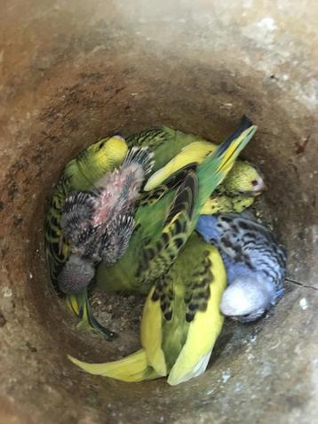 JONGE GRASPARKIETJES UIT NEST OM HANDTAM TE MAKEN beschikbaar voor biedingen