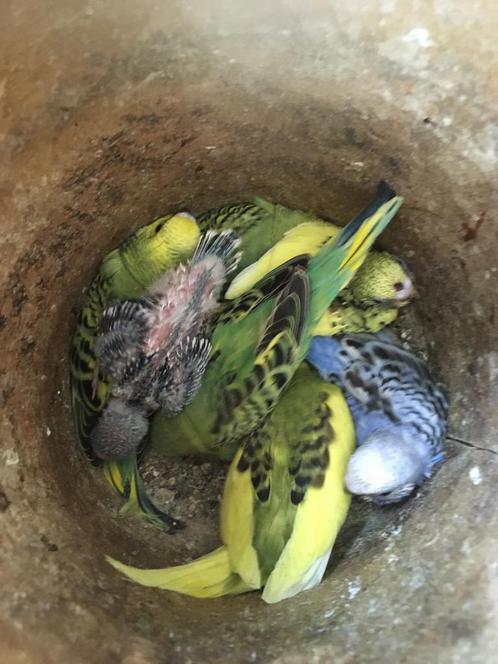 JONGE GRASPARKIETJES UIT NEST OM HANDTAM TE MAKEN, Dieren en Toebehoren, Vogels | Parkieten en Papegaaien, Parkiet, Meerdere dieren