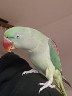 Alexanderparkiet, Dieren en Toebehoren, Vogels | Parkieten en Papegaaien, Tam