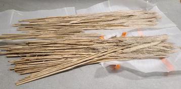 Pakket beige pampasgras - Decoratie huwelijk, trouw, feest beschikbaar voor biedingen