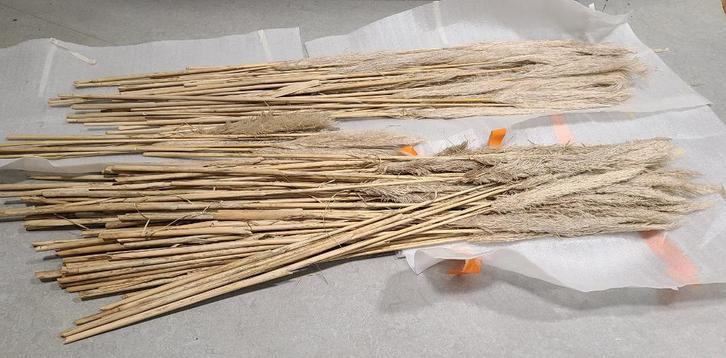 Pakket beige pampasgras - Decoratie huwelijk, trouw, feest, Huis en Inrichting, Woonaccessoires | Droogbloemen, Zo goed als nieuw