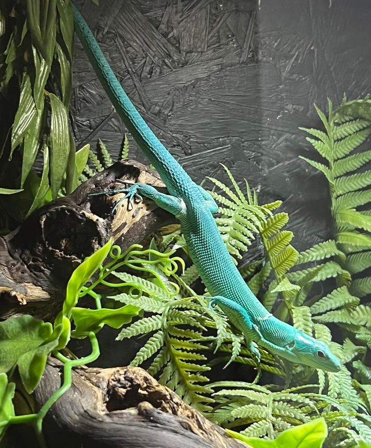 Duo gastropholis prasina 1.1 met terrarium, Dieren en Toebehoren, Reptielen en Amfibieën, Hagedis, 0 tot 2 jaar, Met terrarium