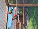 Rosella 's & Turquosin, Dieren en Toebehoren
