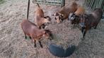 Kameroen schaap, Dieren en Toebehoren, Schapen, Geiten en Varkens, Meerdere dieren, Schaap, 0 tot 2 jaar