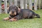 Ruwharige teckel pups met stamboom (geteste ouders), Dieren en Toebehoren, Honden | Teckels en Dashonden, België, CDV (hondenziekte)