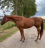 Lieve 11 jarige merrie, Dieren en Toebehoren, Merrie