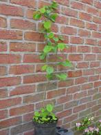 Vend ou échange noisetier, Tuin en Terras, Planten | Struiken en Hagen, Overige soorten, Struik, Ophalen, 250 cm of meer