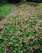 bodembedekker geranium macrorrhizum spessart 0,90 EUR, Tuin en Terras, Vaste plant, Bodembedekkers, Ophalen