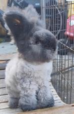 Ras zuiver Engels Angora ram 11 weken oud.