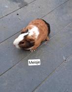 10 tamme caviaatjes, Dieren en Toebehoren, Knaagdieren, Meerdere dieren, Cavia, Tam