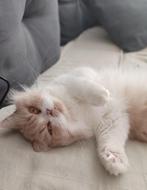 Herplaatser britse langhaar ., Dieren en Toebehoren, Katten en Kittens | Raskatten | Langhaar, Poes, Gechipt, 6 jaar of ouder