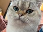 Dekkater Britse korthaar NIET te KOOP, Dieren en Toebehoren, Katten en Kittens | Dekkaters, 0 tot 2 jaar