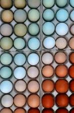 Broedeieren cream legbar, Dieren en Toebehoren