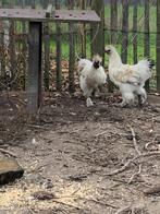 Hanen te geef (zijdehoender), Dieren en Toebehoren, Mannelijk, Kip