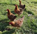 4 groothoender hennen (eventueel met slaaphok => LEES info), Dieren en Toebehoren, Pluimvee, Vrouwelijk, Kip