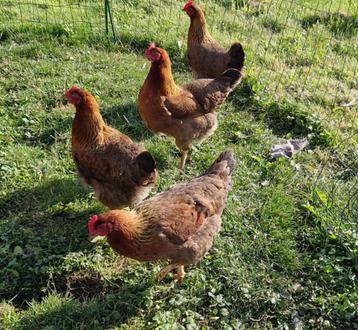 4 groothoender hennen (eventueel met slaaphok => LEES info) beschikbaar voor biedingen