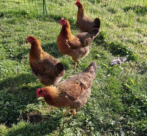 4 groothoender hennen (eventueel met slaaphok => LEES info), Dieren en Toebehoren, Pluimvee, Kip, Vrouwelijk