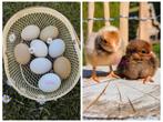 Kuikens kleurleggers groenleggers olijfleggers kippen, Kip
