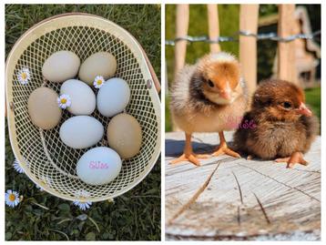 Kuikens kleurleggers groenleggers olijfleggers kippen  beschikbaar voor biedingen