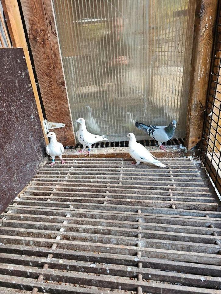 3 witte en 1 blauw wedstrijd postduiven., Dieren en Toebehoren, Vogels | Duiven, Postduif