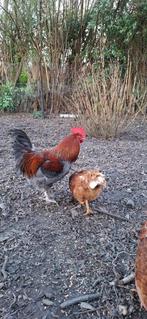 Marans koperhaks blauw, Mannelijk, Kip