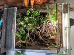 Kameleon + terrarium, Dieren en Toebehoren, Reptielen en Amfibieën, Hagedis, Met terrarium, 3 tot 6 jaar