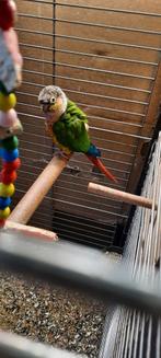 Conure de molina, Animaux & Accessoires, Oiseaux | Perruches & Perroquets