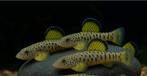 Fang’s Geelvin HillstreamLoach - P. Fangi, Dieren en Toebehoren, Vissen | Aquariumvissen, Vis, Zoetwatervis, Schoolvis